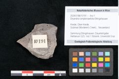 Foto (Objekt + Etikett) von Dryandra comptoniaefolia Ettingshausen (NHMW-GEO-2024-0188-10191)